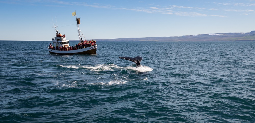 Oglądanie wielorybów na Islandii