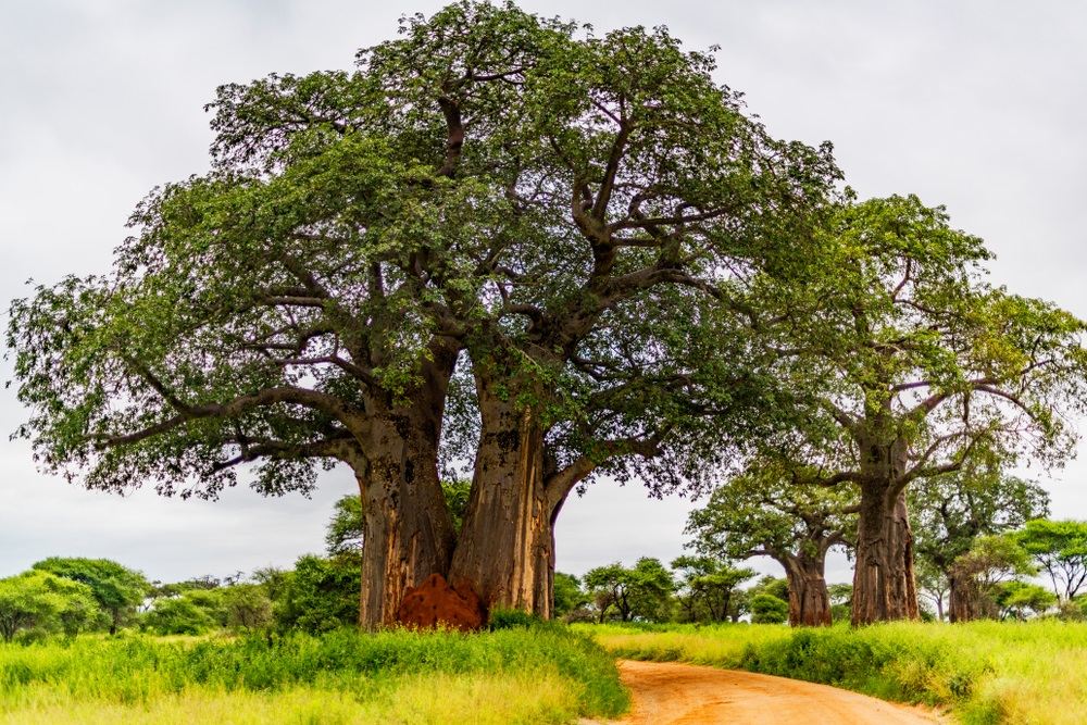Majestatyczny Baobab