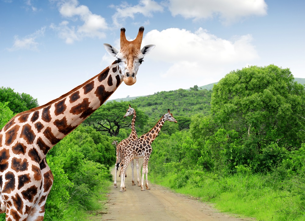 Żyrafy w Parku Narodowym Krugera w RPA