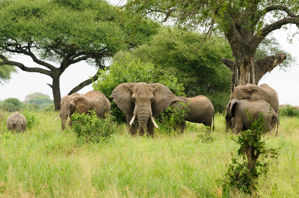 Rezerwat Słoni Maputo