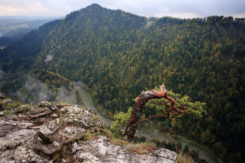 Widok na Pieniny i Dunajec ze szczytu Sokolicy