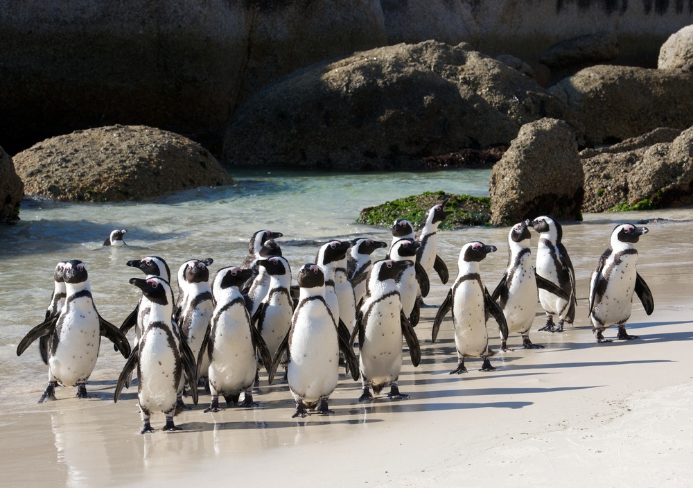 Pingwiny na plaży Boulders w RPA