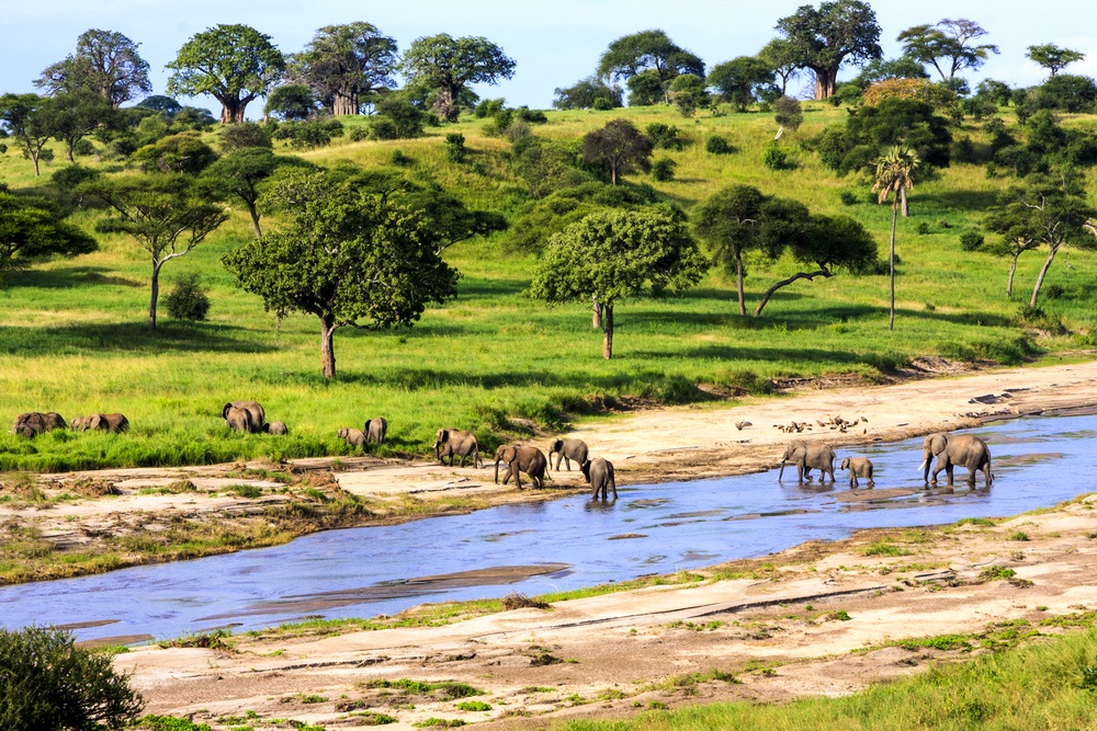 Słonie przekraczające rzekę w Parku Narodowym Serengeti, Tanzania