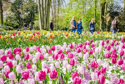 Amsterdam i festiwal tulipanów