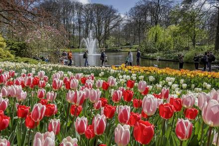 Festiwal Tulipanów i Amsterdam