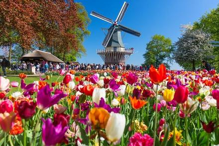 Festiwal Tulipanów i Amsterdam